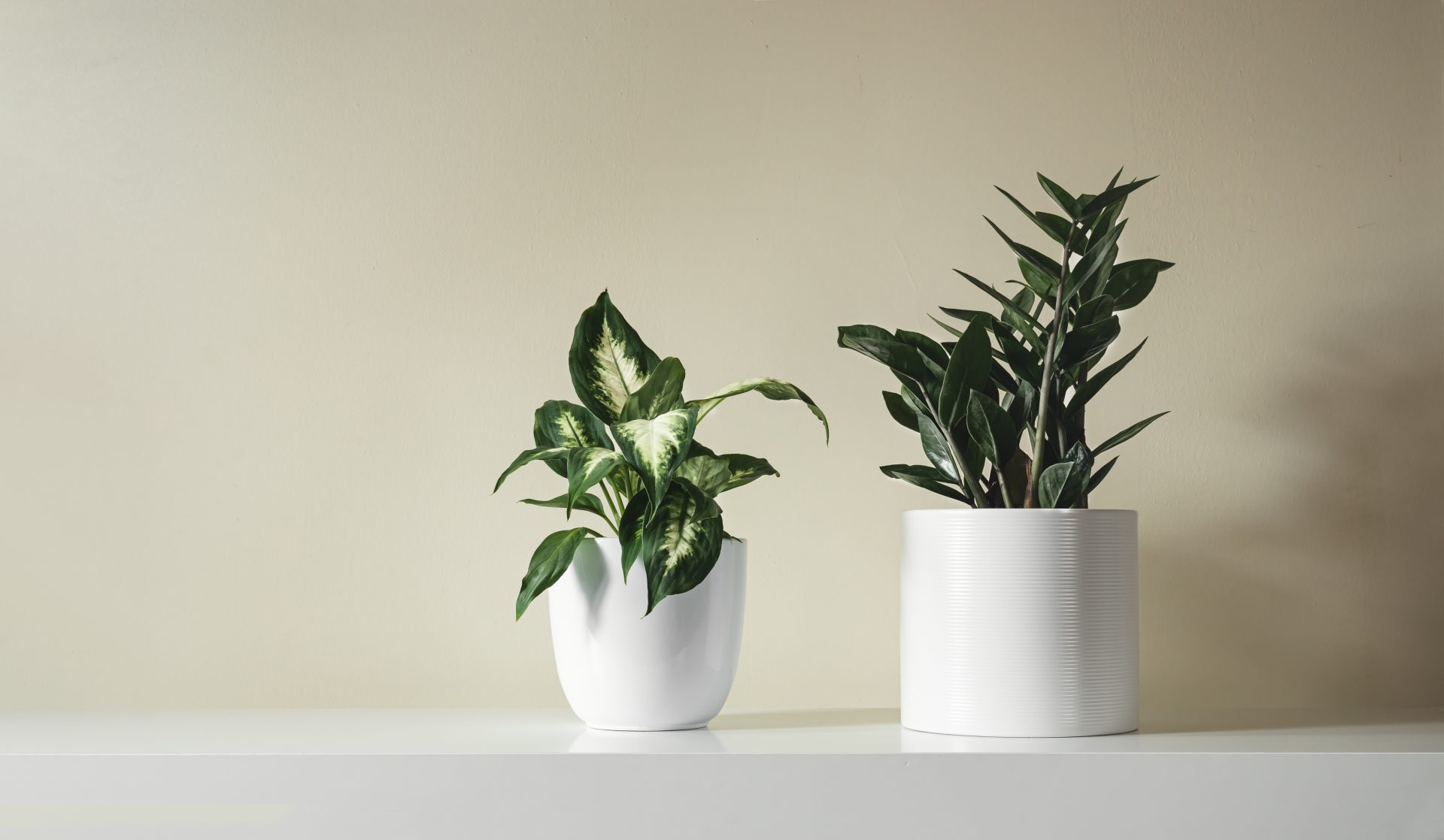 Choosing the Perfect indoor Plants Now | Daniel and Marusa