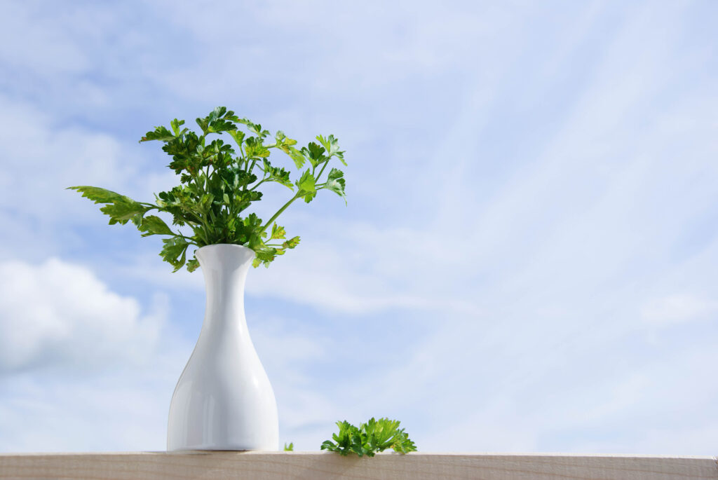 Natural diuretics can be also aromatic herbs like parsley.