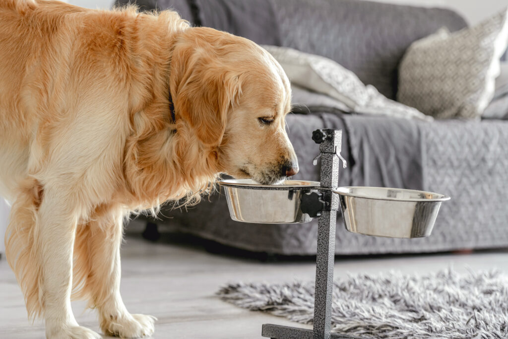 Guide to Dog Food must include different types of food depending the size of your dog