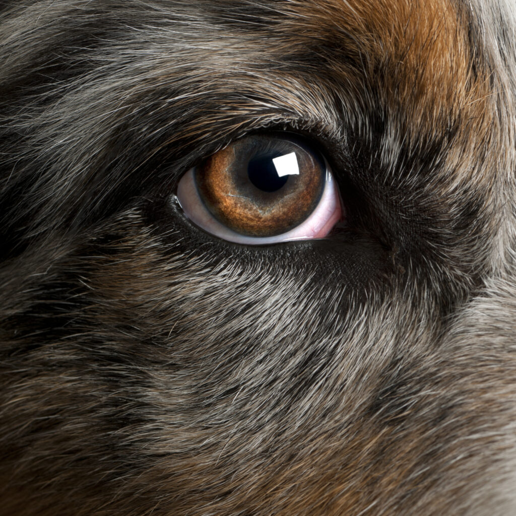 Look for signs of healthy eyes in your dog to see if the dog food he is getting is the right one