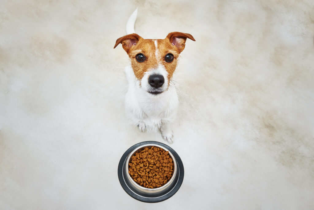 Dog food has to be the right one for your furry pal